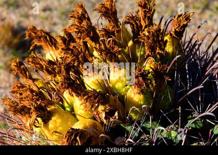 Arizona Barrel Cactus Ferocactus wislizenii Frucht aus nächster Nähe Stockfoto