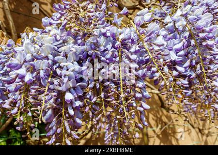 Violette Wisterien in Blüte, wachsen an einer Wand, London, Großbritannien Stockfoto