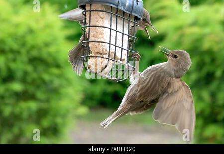 Unreife Starne (Sturnus vulgaris) kämpfen auf einem mit Fettbällen gefüllten Gartenfutter Stockfoto