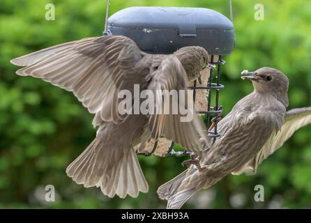 Unreife Starne (Sturnus vulgaris) kämpfen um Nahrung in einem Gartenvogelfutter Stockfoto