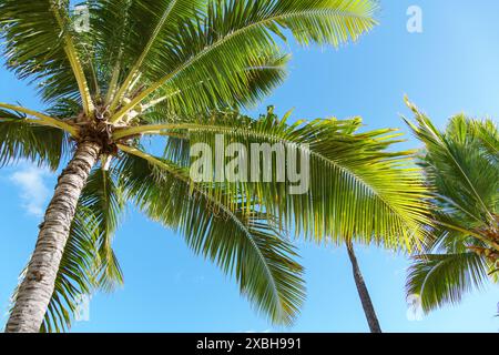 Schauen Sie nach oben auf Palmen, die sich vor dem leuchtend blauen Himmel abzeichnen, und stellen Sie sich vor, in einer tropischen Landschaft voller schöner Pflanzen und Bäume Stockfoto