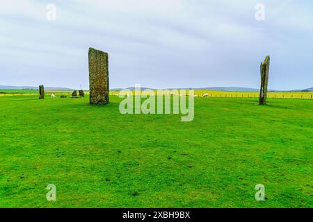 Blick auf die Standing Stones of Stenness mit Schafen auf den Orkney Islands, Schottland, Großbritannien Stockfoto