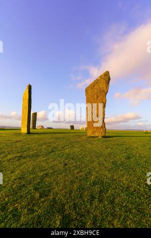 Blick auf den Sonnenuntergang über die Steine von Stenness mit Schafen auf den Orkney Islands, Schottland, Großbritannien Stockfoto