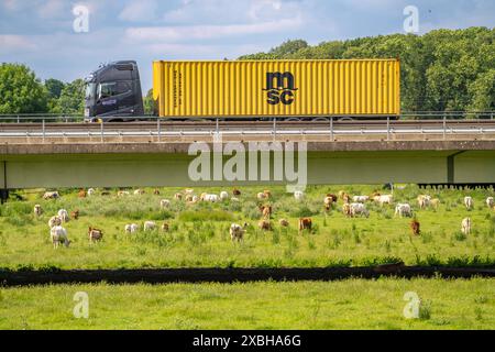 Container LKW auf der Autobahn A40, Brücke über die Ruhr und Styrumer Ruhrauen, Rinderherde, Milchkühe grasen, Mülheim an der Ruhr, NRW, Deutschland Autobahn A40 *** Containerwagen auf der Autobahn A40, Brücke über das Ruhr und Styrumer Ruhrauen, Rinderherde, Milchkühe weiden, Mülheim an der Ruhr, NRW, Deutschland Autobahn A40 Stockfoto