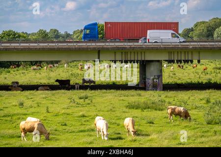 Container LKW auf der Autobahn A40, Brücke über die Ruhr und Styrumer Ruhrauen, Rinderherde, Milchkühe grasen, Mülheim an der Ruhr, NRW, Deutschland Autobahn A40 *** Containerwagen auf der Autobahn A40, Brücke über das Ruhr und Styrumer Ruhrauen, Rinderherde, Milchkühe weiden, Mülheim an der Ruhr, NRW, Deutschland Autobahn A40 Stockfoto