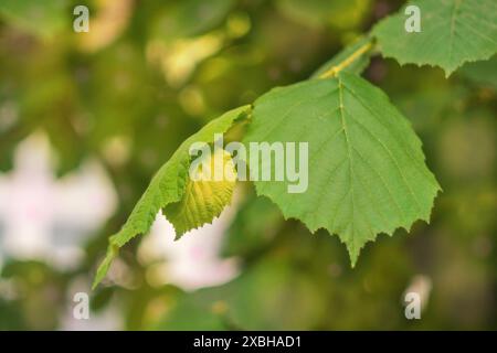 Ein grüner Ast eines Haselnussbaums mit großen grünen Blättern auf einem verschwommenen gelb-grünen Hintergrund von Baumschatten an einem sonnigen Sommertag. geldautomat bei warmem Wetter Stockfoto