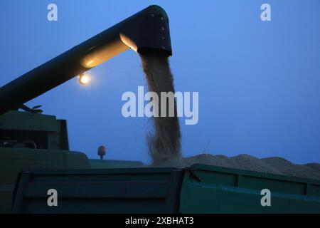 Beladen des Getreidewagens vom Mähdrescher Stockfoto