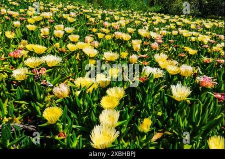 Gelbe saftige Blüten; Carpobrotus edulis; hottentot-Feige; saure Feige; Eispflanze; El Capitan Beach State Park; Kalifornien; USA Stockfoto