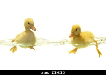 Schwimmen-kuschelige Ente auf weißem Hintergrund Stockfoto