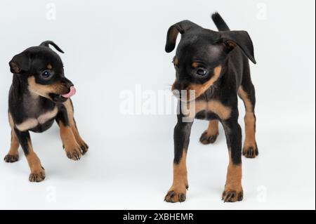 Zwei lustige Pinscher-Welpen auf weißem Studio-Hintergrund Stockfoto