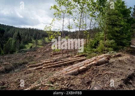 Waldernte an der fungie Road in der Nähe von glen Tanar, Anwesen, Aberdeenshire Schottland Stockfoto