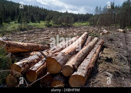 Waldernte an der fungie Road in der Nähe von glen Tanar, Anwesen, Aberdeenshire Schottland Stockfoto