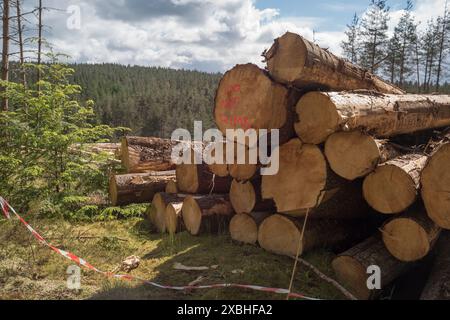 Waldernte an der fungie Road in der Nähe von glen Tanar, Anwesen, Aberdeenshire Schottland Stockfoto