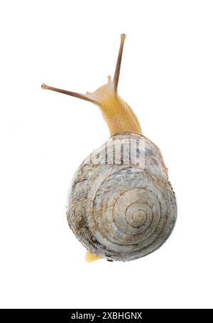 Gartenschnecke vor weißem Hintergrund Stockfoto