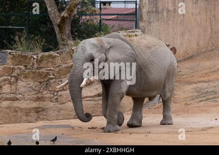 Der afrikanische Buschelefant (Loxodonta africana) oder der afrikanische Savannenelefant, ein Tier der Familie Elephantidae, Zoo von Lissabon, Portugal. Stockfoto