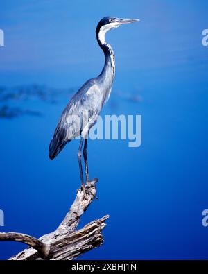 Der Schwarzhalsreiher, auch Schwarzkopfreiher, Ardea melanocephala, ist in Afrika suedlich der Sahara weitverbreitet. Er bevorzugt wasserreiche Feuchtgebiete, bruetet dort im Schilf oder auf wassernahen Baeumen. Schwarzhalsreiher *** der Schwarzhalsreiher, auch bekannt als der Schwarzkronen-Nachtreiher, Ardea melanocephala, ist in Afrika südlich der Sahara weit verbreitet. Er bevorzugt wasserreiche Feuchtgebiete, wo er in Schilf oder auf Bäumen in der Nähe des Wassers brütet Stockfoto