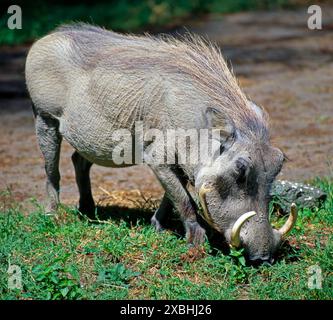 Warzenschweinkeiler mit markanten Eckzaehnen auf Nahrungssuche in der Savanne des Masai Mara NPS in Kenia Warzenschwein *** Warzenschwein mit markanten Eckzähnen auf Nahrungssuche in der Savanne des Masai Mara NP in Kenia Warzenschwein Stockfoto