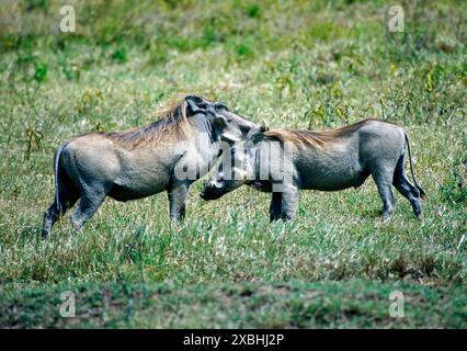 Zwei Warzenschweinkeiler mit markanten Eckzaehnen in der Savanne des Masai Mara NPS in Kenia, nehmen Kontakt zueinander auf Warzenschweinkeiler *** zwei Warzenschweinschweine mit markanten Eckzähnen in der Savanne des Masai Mara NP in Kenia, nehmen Kontakt zueinander auf Warzenschweinkeiler auf Stockfoto