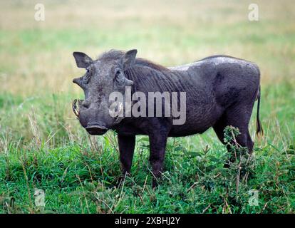 Warzenschweinkeiler mit markanten Eckzaehnen auf Nahrungssuche in der Savanne des Masai Mara NPS in Kenia Warzenschwein *** Warzenschwein mit markanten Eckzähnen auf Nahrungssuche in der Savanne des Masai Mara NP in Kenia Warzenschwein Stockfoto