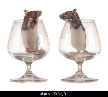 Rats on a white background Stockfoto