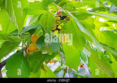 Kirschen auf gereiften Kirschen an einem sonnigen Tag. Gartenpflege und Krankheiten Stockfoto