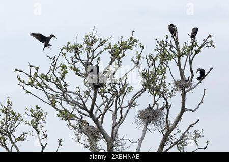 Rookery der großen Kormorane, fliegenden Kormoran (Phalacrocorax carbo), Nest, Küken, Gelting Birk, Gelting Bay, Nieby, Schleswig-Holstein, Deutschland Stockfoto