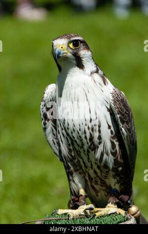 Captive Lanner Falcon (Falco biarmicus) bei einer Landschau in Großbritannien an einem sonnigen Tag. Prächtiger Greifvogel Stockfoto