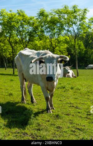 Rare Breed White Vaynol Horned Cattle ist Teil eines Tierschutzprojekts auf dem Gelände des Temple Newsam House und Country Park in Leeds, Großbritannien Stockfoto