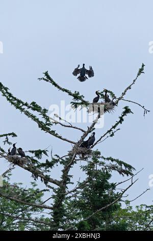 Rookery der großen Kormorane, fliegenden Kormoran (Phalacrocorax carbo), Nest, Küken, Gelting Birk, Gelting Bay, Nieby, Schleswig-Holstein, Deutschland Stockfoto