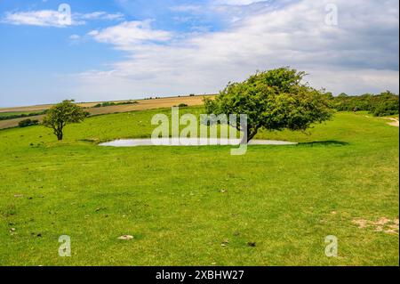 Zwei einsame Bäume liegen am Rand eines Tauteiches am South Downs Way im Nationalpark zwischen Clayton und Ditchling Beacon in Sussex, England. Stockfoto