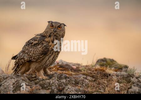 Eine Uhu jagt bei Sonnenuntergang im Norden von Extremadura. Stockfoto