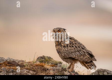 Eine Uhu jagt bei Sonnenuntergang im Norden von Extremadura. Stockfoto