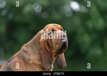 bloodhound Kopf und Schultern Stockfoto