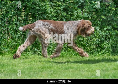 Italienischen Spinone Hund Stockfoto