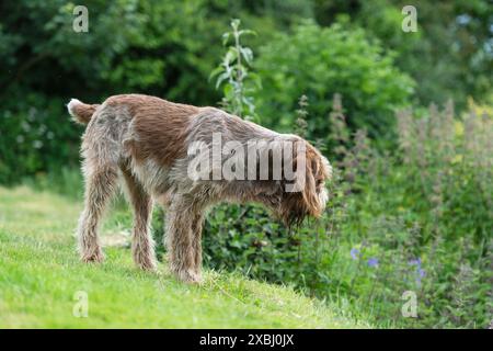 Italienischen Spinone Hund Stockfoto