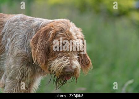 Italienischen Spinone Hund Stockfoto