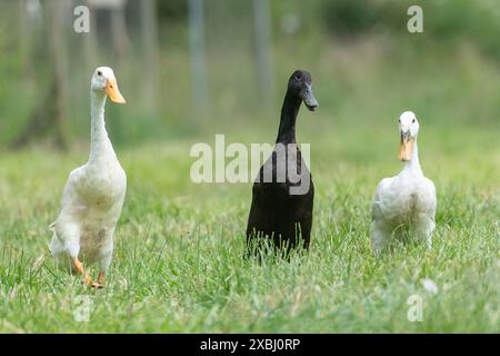 Indische Runner-Enten auf der Suche nach Schnecken Stockfoto