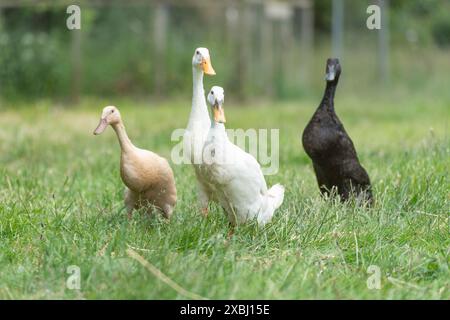 Indische Runner-Enten auf der Suche nach Schnecken Stockfoto