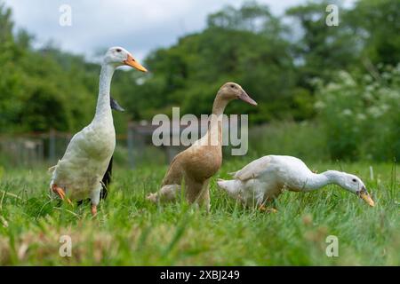 Indische Runner-Enten auf der Suche nach Schnecken Stockfoto