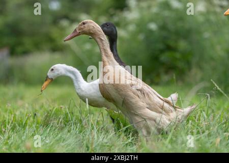 Indische Runner-Enten auf der Suche nach Schnecken Stockfoto