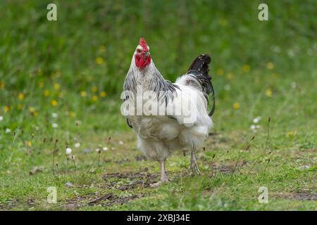 Leichte Sussex Hahn Stockfoto