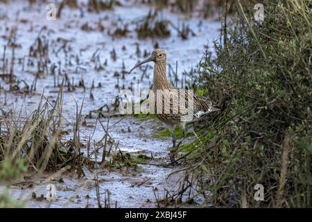 Curlew-Numenius-arquata. Stockfoto