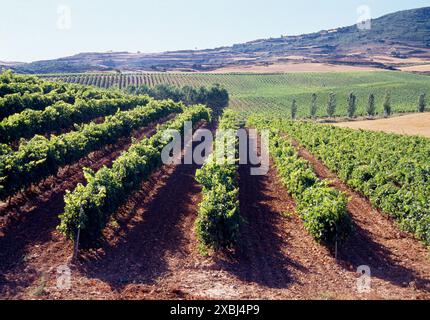 Weinberge in Irache, Navarra, Spanien. Stockfoto