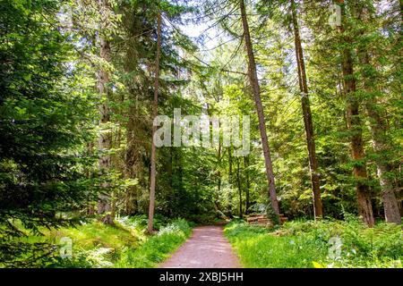 In den Templeton Woods gibt es gewundene Naturpfade, Bäume mit lebhaftem Grün, Pflanzenleben und atemberaubende Landschaften in Dundee, Schottland Stockfoto