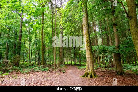 In den Templeton Woods gibt es gewundene Naturpfade, Bäume mit lebhaftem Grün, Pflanzenleben und atemberaubende Landschaften in Dundee, Schottland Stockfoto