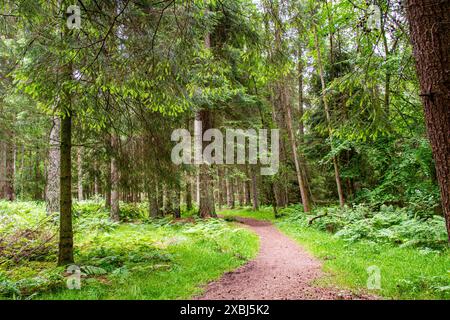 In den Templeton Woods gibt es gewundene Naturpfade, Bäume mit lebhaftem Grün, Pflanzenleben und atemberaubende Landschaften in Dundee, Schottland Stockfoto