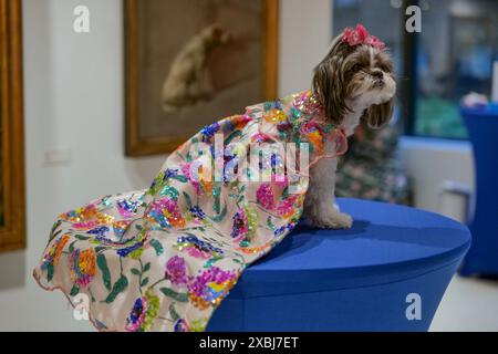 New York, New York, USA. Juni 2024. Layla bei der Eröffnung der PET Gala von Anthony Rubio Designs im AKC Museum of the Dog in New York City. In der Ausstellung wurden die Looks von Stars aus der Kollektion gezeigt, bei denen einige der vierbeinigen Fashionistas anwesend waren. Das Museum auf der Park Avenue bietet Ausstellungen, die Hunde in Film, Hunde von Präsidenten, Kriegshunde sowie eine der größten Sammlungen von Kunst im Zusammenhang mit Hunden umfassen. (Credit Image: © Milo Hess/ZUMA Press Wire) NUR REDAKTIONELLE VERWENDUNG! Nicht für kommerzielle ZWECKE! Stockfoto