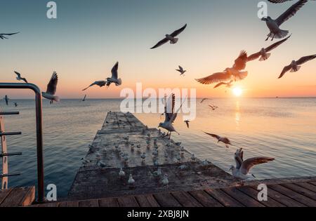 Möwen fliegen in den Sonnenstrahlen des Sonnenaufgangs. Ruhiges Wasser und Sonnenaufgang über dem Meer im Hintergrund. Seepromenade und Betonpier mit Möwen. Stockfoto