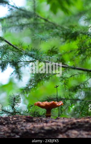 Bunte Pilze, die von einem Baum in den Bergen von Süd-Arizona sprießen. Stockfoto