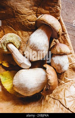 Frisch geerntete wilde Steinpilze und gelbe Blätter, Blick von oben. Stockfoto